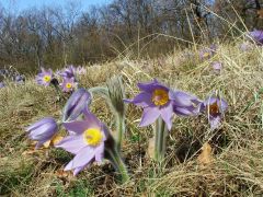 Leánykökörcsin (védett)