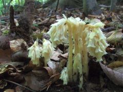 Valódi fenyőspárga