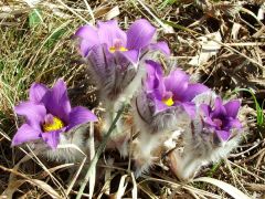 Leánykökörcsin (védett)