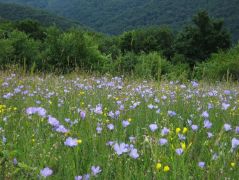 Borzas len (védett!)