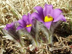 Leánykökörcsin (védett)