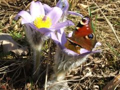 Leánykökörcsin (védett)