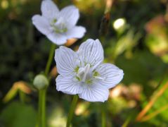 Fehér májvirág (védett!)