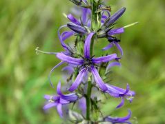 Harangcsillag (védett!)