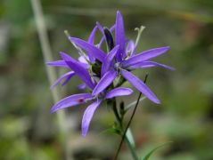 Harangcsillag (védett!)