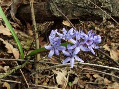 Tavaszi csillagvirág