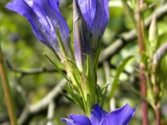 Kornis tárnics (védett!)