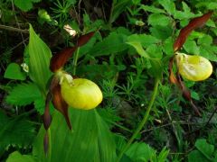 Boldogasszony papucsa [rigópohár] (fokozottan védett)