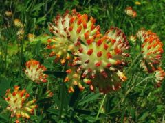 Nyúlszapuka [nyúlhere]