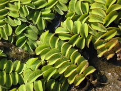 Rucaöröm (védett!)