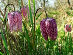 Kockás liliom [kotuliliom] (védett)