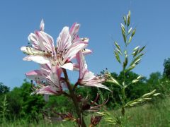 Nagyezerjófű (védett)