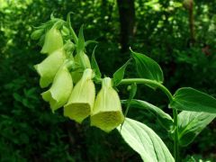 Sárga gyűszűvirág