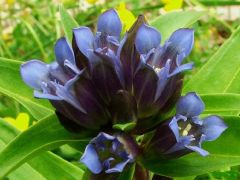 Kígyótárnics [Szent László tárnics] (védett)