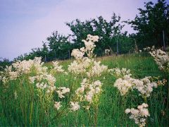 Koloncos legyezőfű