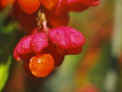 Csíkos kecskerágó termése