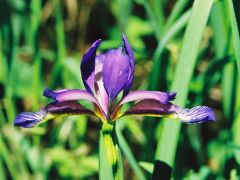 Pázsitos nőszirom (védett)