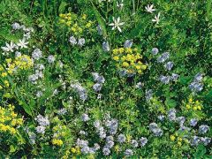 Ösztörűs veronika, kutyatej, ernyős sárma