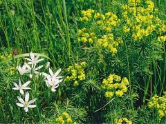 Ernyős sárma kutyatejjel