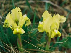Apró nőszirom (védett)