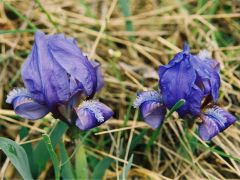 Apró nőszirom (védett)