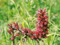 Piros kígyószisz (védett)