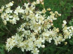 Koloncos legyezőfű