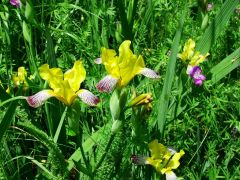 Tarka nőszirom (védett)