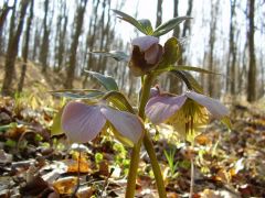 Pirosló hunyor (védett)