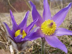 Leánykökörcsin (védett)