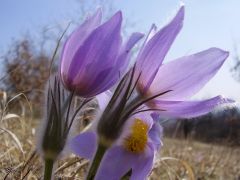 Leánykökörcsin (védett)