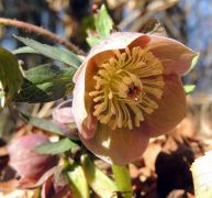 Pirosló hunyor (védett)