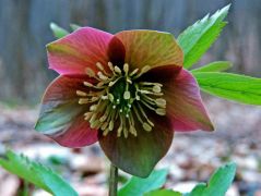 Pirosló hunyor (védett)