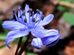 Tavaszi csillagvirág (védett)