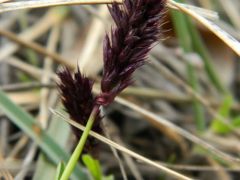 Budai nyúlfarkfŰ (védett)