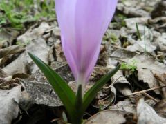 Egyhajúvirág (fokozottan védett)