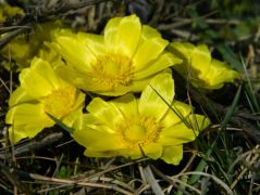 Tavaszi hérics (védett)