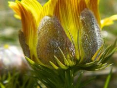 Tavaszi hérics (védett)