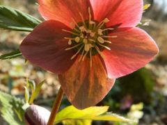 Piroslo hunyor (védett)