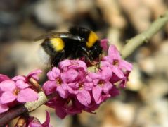 Farkasboroszlán (védett)