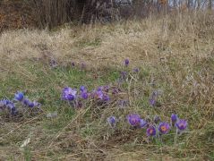 Leánykökörcsin (védett)