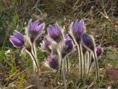 Leánykökörcsin (védett)