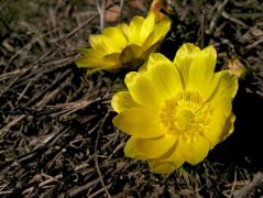 Tavaszi hérics (védett)