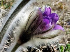 Leánykökörcsin (védett)