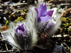 Leánykökörcsin (védett)