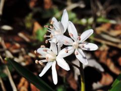 Tavaszi csillagvirág albínó