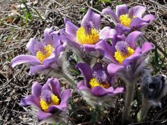 Leánykökörcsin (védett)