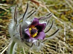 Fekete kökörcsin (védett)