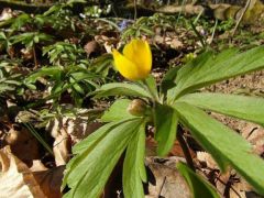 Bogláros szellőrózsa