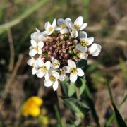 Janka tarsóka (védett)